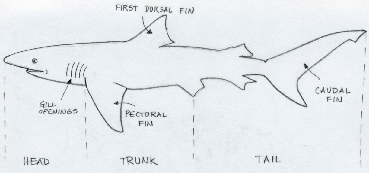 Draw Shark. Basic Tutorial.