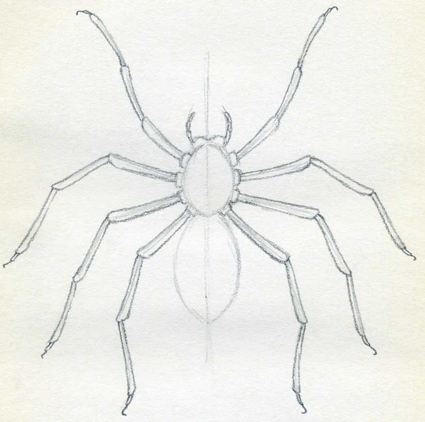 how to draw spider08