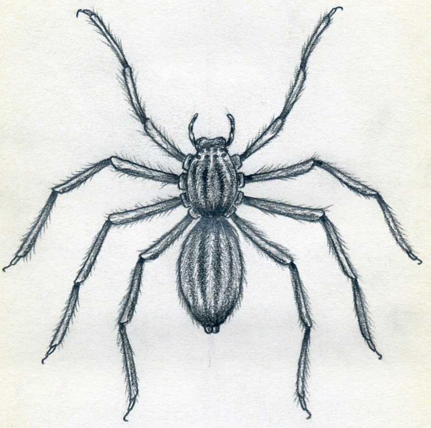 my first serious attempt drawing a spider : r/sketches