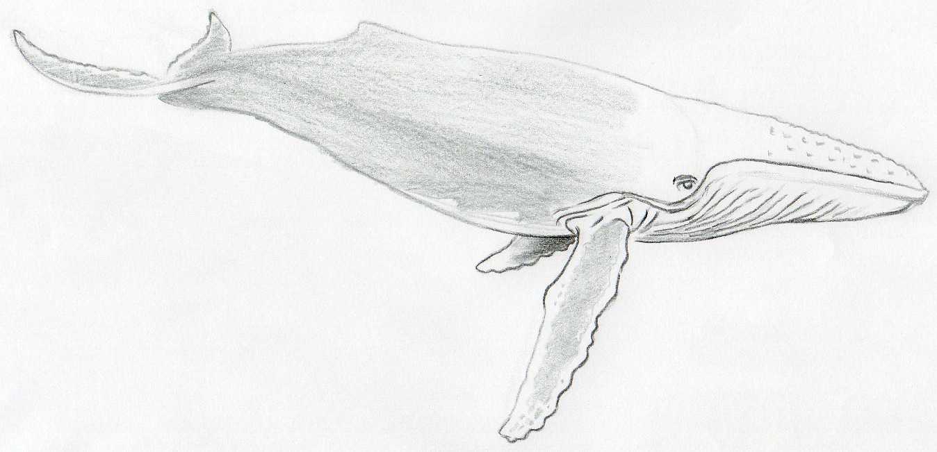 How to Draw a Whale for kids | Art for Kids