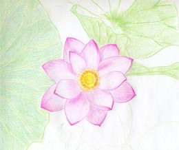 Featured image of post Lotus Flower Sketch Design / Lotus flower from above drawing.