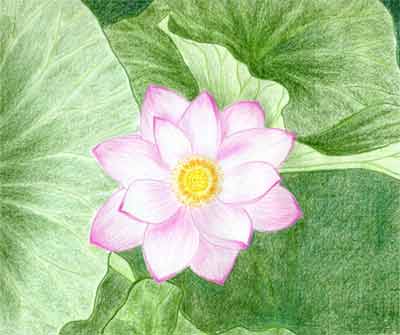 Simple and Easy Lotus Flower Drawing- Flower Drawing Tutorial - Free  Jupiter | Flower art drawing, Flower drawing tutorials, Flower drawing
