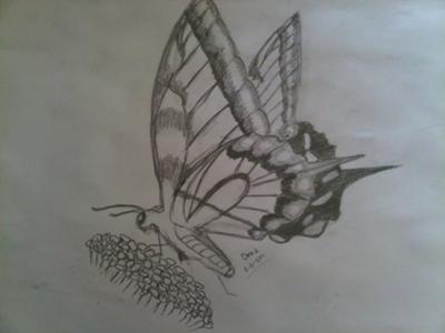 My drawing of a butterfly