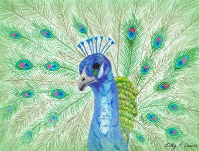 Proud peacock Pencil drawing by Karen Elaine Evans | Artfinder