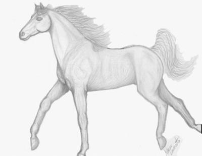Horse portrait with realistic approach Drawing by Virat Singhal - Pixels
