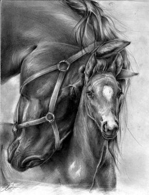 Custom Horse Graphite Portraits, Equine Pencil Portrait Art, Horse Drawing,  Realistic Commission Artwork From Photos, Original Gift Memorial - Etsy