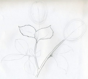 Как нарисовать розу в несколько простых и понятных шагов