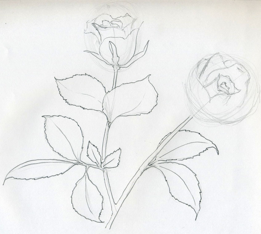 Rose Pencil Drawings and Rose Sketches-saigonsouth.com.vn