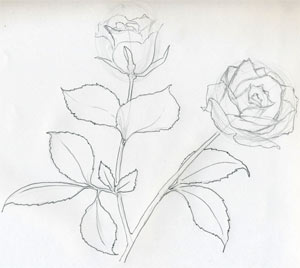 Как нарисовать розу за несколько простых и понятных шагов