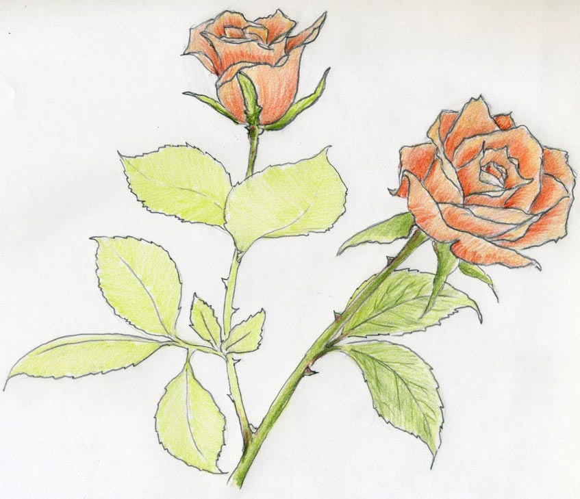 Rose Flower sketch design - Designsketch.in-saigonsouth.com.vn