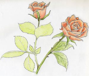 Как нарисовать розу в несколько простых и понятных шагов