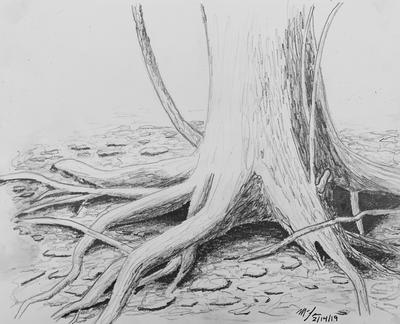 Tree Drawings | Roots drawing, Tree drawing, Tree sketches