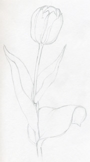 White Lily Flower, Color Pencil, Illustration Stock Illustration -  Illustration of linen, opening: 60221455
