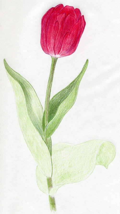 Draw Tulip Flowers In Few Easy Steps