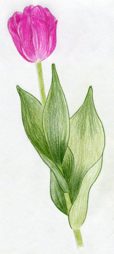 Draw Tulip Flowers In Few Easy Steps