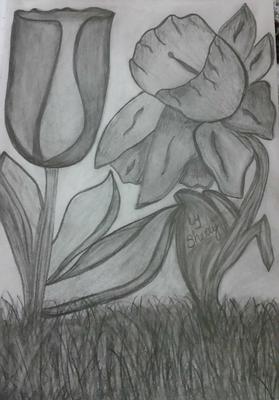 How to Draw a Lily Flower with Pencil  Nature Flower Sketch  YouTube