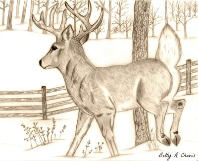 pencil drawing of a buck