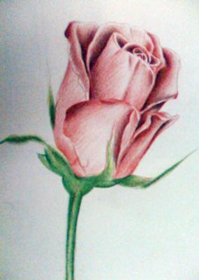 Rose shading with color pencils